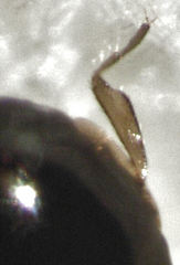 Corylophidae