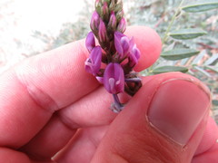 Astragalus palmeri