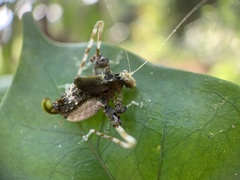 Pycnopalpa bicordata