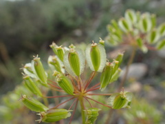 Thapsia villosa