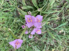 Tradescantia occidentalis