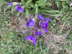 Tradescantia occidentalis