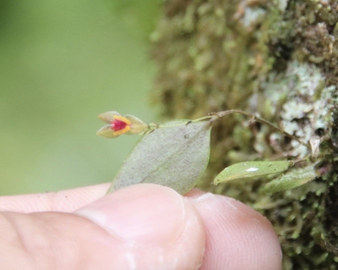 Lepanthes woodburyana