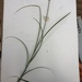 Carex fissa aristata - Photo (c) Howard Horne, alguns direitos reservados (CC BY-NC), uploaded by Howard Horne