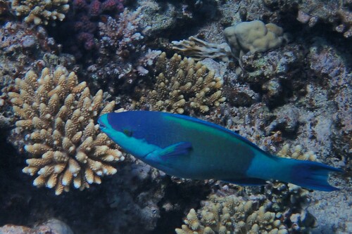 Sixband Parrotfish — seen at this dive site