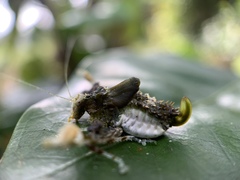 Pycnopalpa bicordata