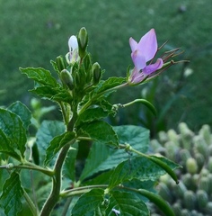 Cleome titubans