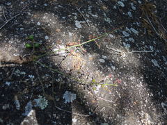 Comocladia macrophylla