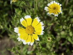 Layia chrysanthemoides