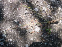 Comocladia macrophylla