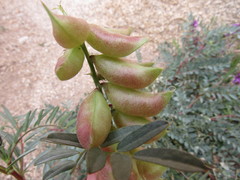 Astragalus palmeri
