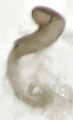 Corylophidae