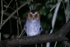 Negros Scops-Owl photo 4
