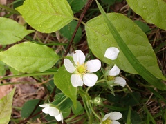 Fragaria vesca americana