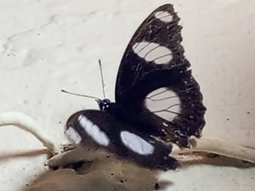 Danaid Eggfly