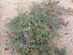 Astragalus palmeri