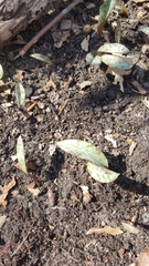 Erythronium americanum