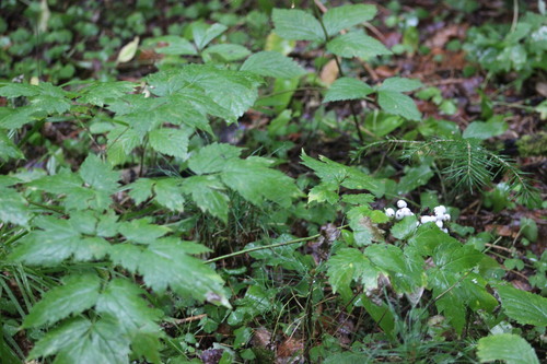 Actaea erythrocarpa iNat (2)