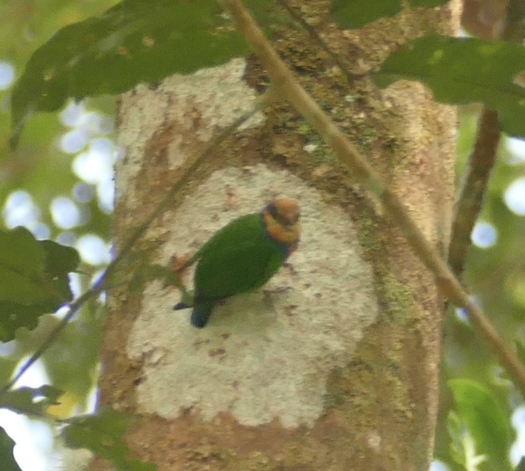 Red-breasted Pygmy Parrot (Micropsitta bruijnii), photo 5
