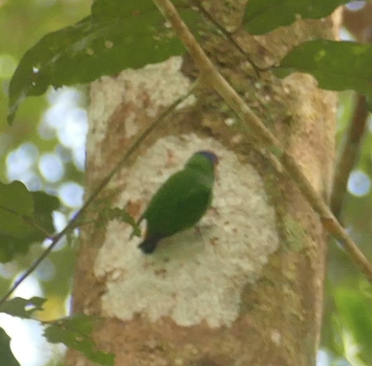 Red-breasted Pygmy Parrot (Micropsitta bruijnii), photo 6