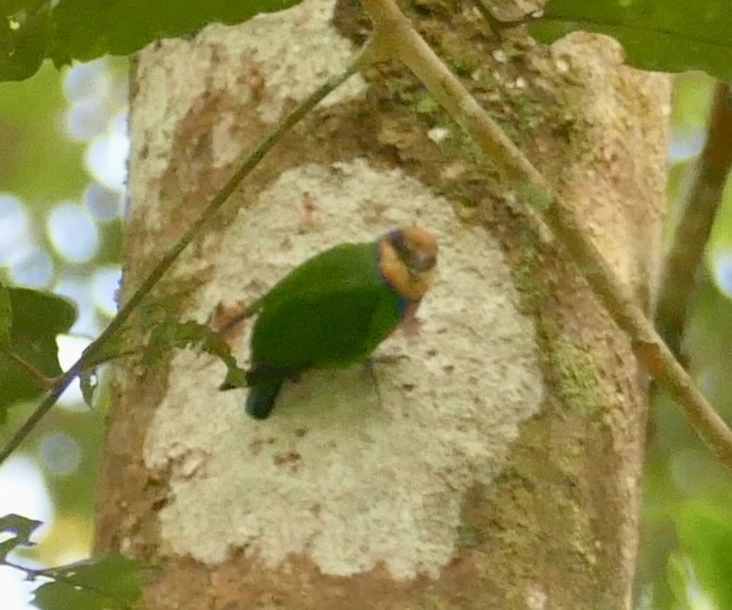 Red-breasted Pygmy Parrot (Micropsitta bruijnii), photo 2