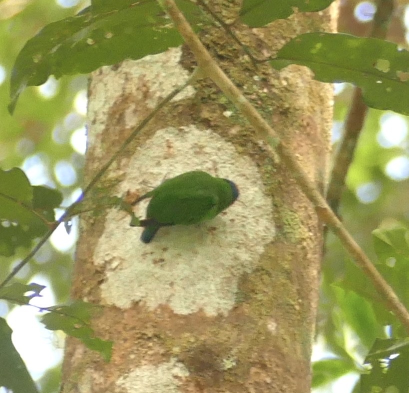 Red-breasted Pygmy Parrot (Micropsitta bruijnii), photo 7