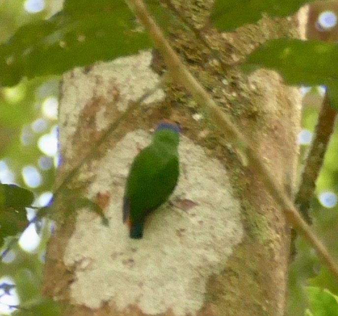Red-breasted Pygmy Parrot (Micropsitta bruijnii), photo 3