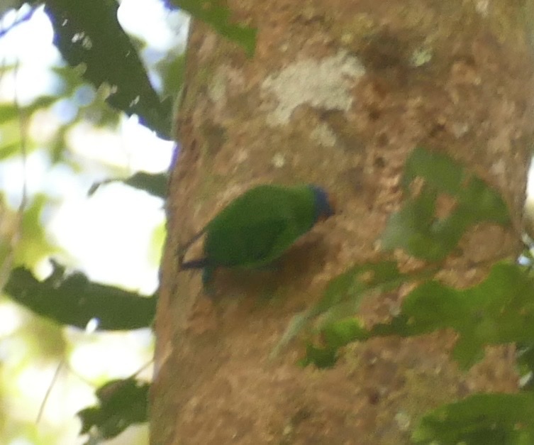 Red-breasted Pygmy Parrot (Micropsitta bruijnii), photo 8
