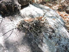 Encyclia