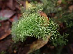 Abrodictyum pluma (Abrodictyum pluma)