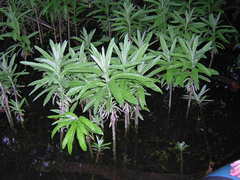 Jacobaea paludosa lanata