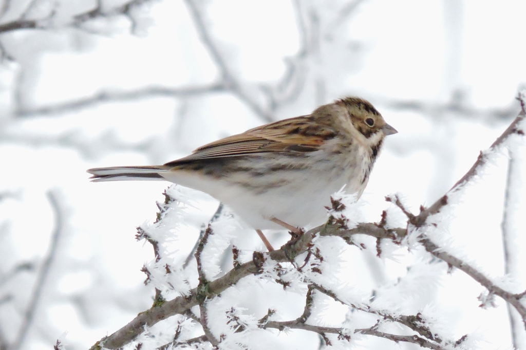 Reed Bunting from Романівський район, Житомирська область, Україна on ...
