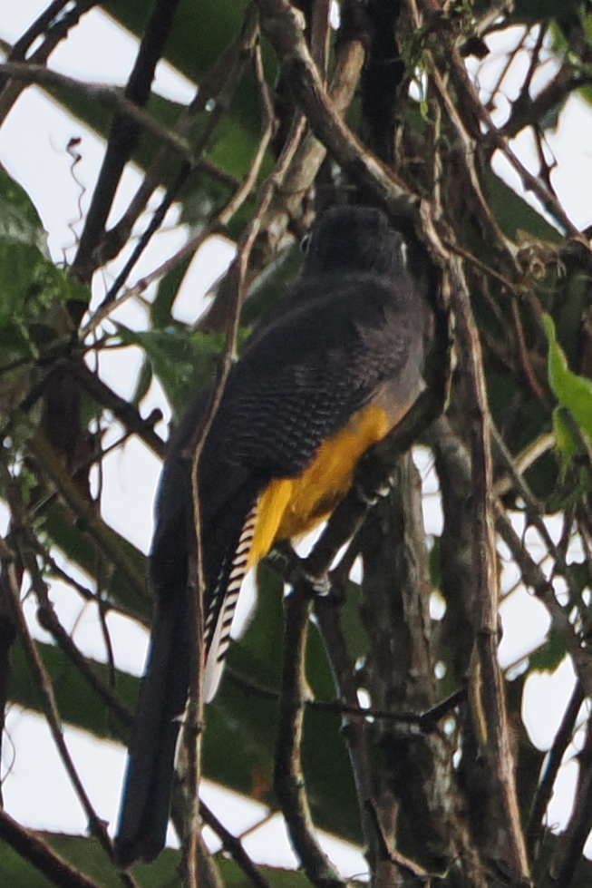 Guianan Trogon (Trogon violaceus), photo 4