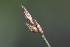 Carex chordorrhiza