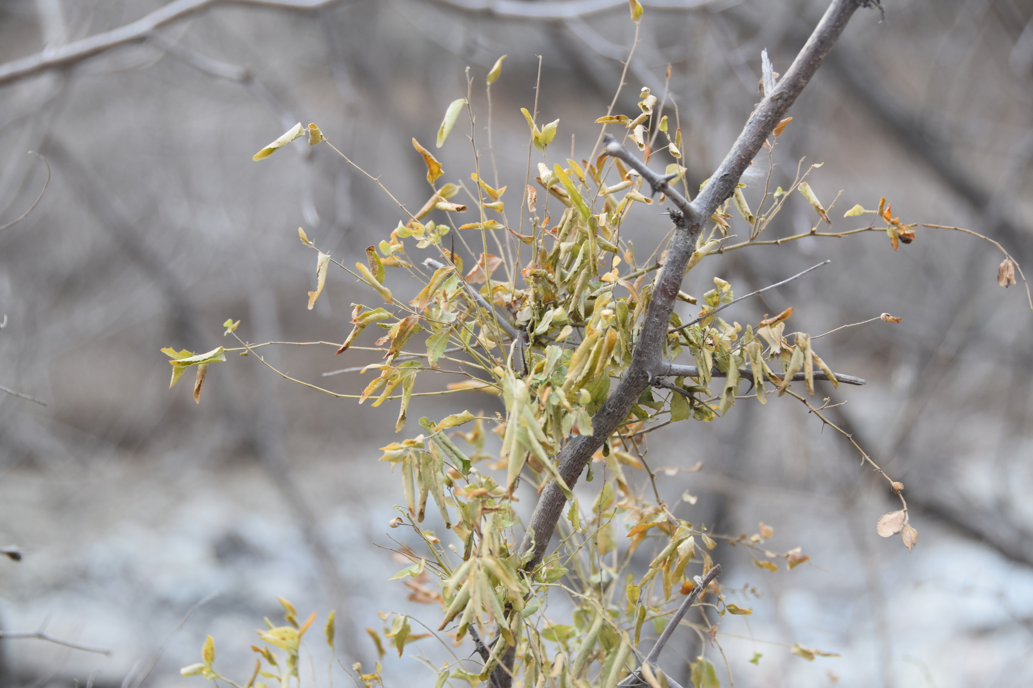 Phytoplasmas (Genus Phytoplasma) · iNaturalist