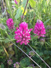 Trifolium purpureum