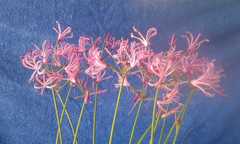 Nerine filifolia