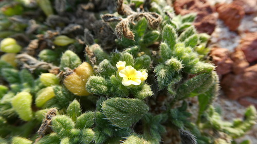 Heliotropium sokotranum