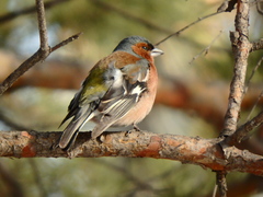Fringilla coelebs