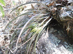 Brassavola appendiculata