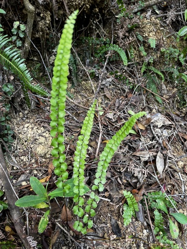 Lindsaea orbiculata, photograph 3