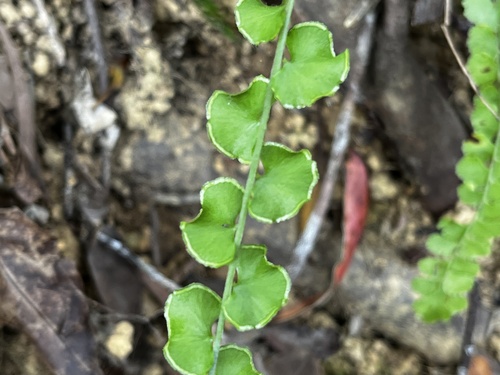Lindsaea orbiculata, photograph 4