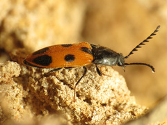 Anostirus vernalis