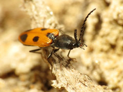 Anostirus vernalis