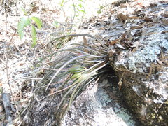 Brassavola appendiculata