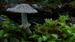 Cortinarius meleagris