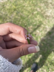 Sisyrinchium micranthum image