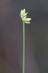 Carex tenuiflora