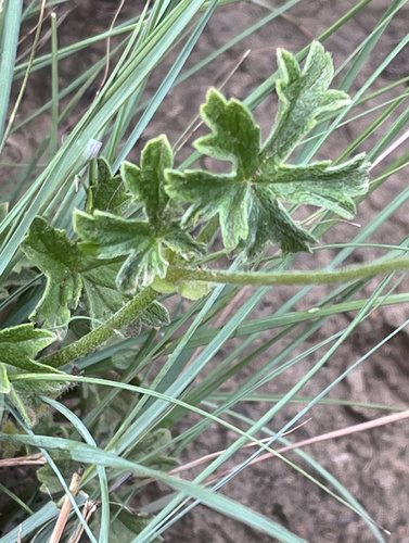 Mantle Storksbill