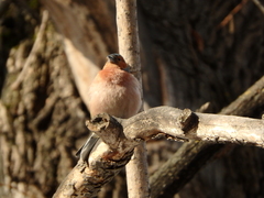 Fringilla coelebs